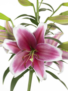 Lilium longiflorum x Oriental Furie