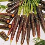 Carrot Purple Haze. Image: Marshalls Seeds